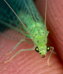 Pseudomallada prasinus