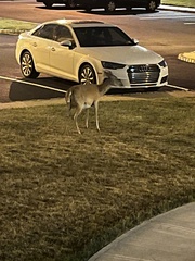 Odocoileus virginianus