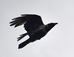 Corvus cornix