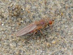 Ephydrinae