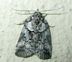 Blenina squamifera