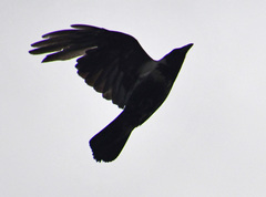 Corvus cornix