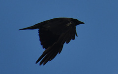 Corvus cornix