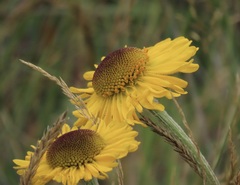 Helenium bolanderi