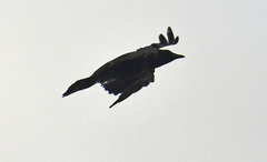 Corvus cornix
