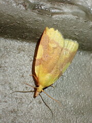 Cenopis niveana
