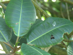 Dioptinae