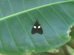 Dioptinae