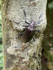Andocamaria formosana