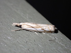Crambus agitatellus