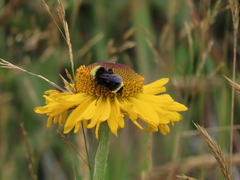 Helenium bolanderi