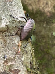 Andocamaria formosana