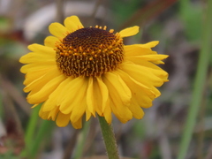 Helenium bolanderi