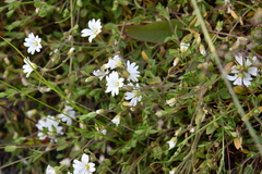 Cerastium regelii