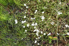 Cerastium regelii