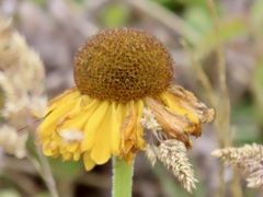 Helenium bolanderi