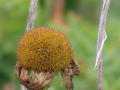 Helenium bolanderi