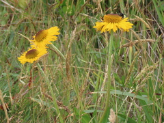 Helenium bolanderi