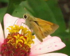 Polites vibex praeceps