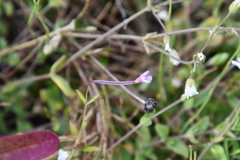 Epilobium palustre