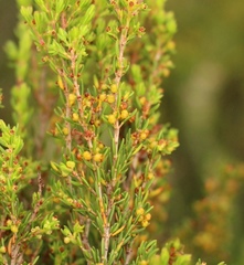 Erica axillaris