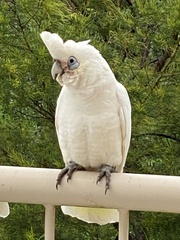 Cacatua sanguinea