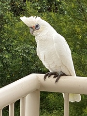 Cacatua sanguinea