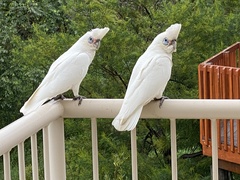 Cacatua sanguinea