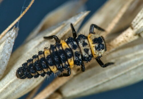 Variegated Lady Beetle (Hippodamia variegata), a species recorded in Oregon
