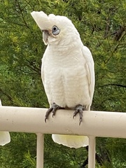 Cacatua sanguinea