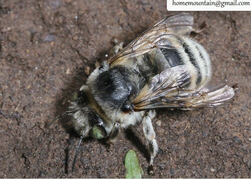 Anthophora hebeiensis