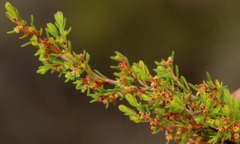 Erica axillaris