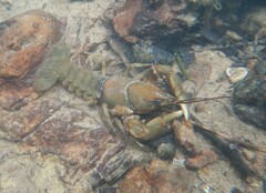 Cambarus girardianus