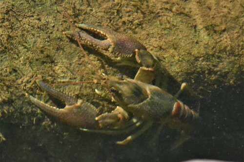 Rusty Crayfish, photo 7 of 10