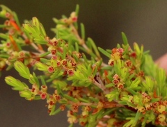 Erica axillaris