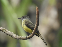 Myiarchus ferox
