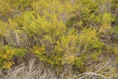 Erica axillaris