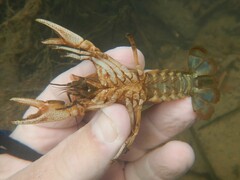 Cambarus girardianus