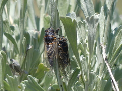 Platypediini