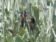 Platypediini