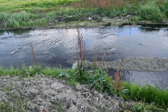 Rumex aquaticus protractus
