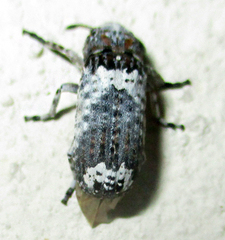 Cylindroides
