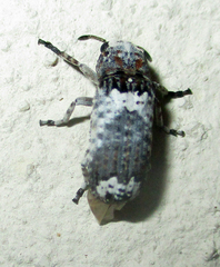 Cylindroides