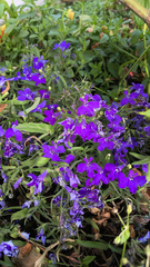 Lobelia erinus