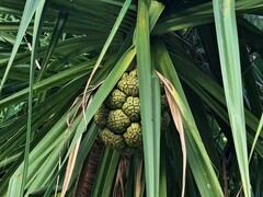 Pandanus spiralis