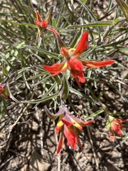 Castilleja pruinosa