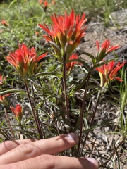 Castilleja pruinosa