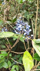Miconia oligotricha