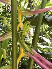 Heliconia aemygdiana