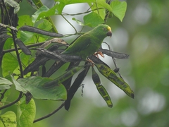 Brotogeris sanctithomae